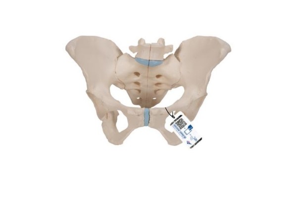 model szkieletu miednicy żeńskiej, 3 części- 3b smart anatomy- 1000285 [h20/1] 3b scientific modele anatomiczne 2